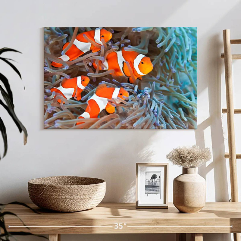 Corbeau poisson clown