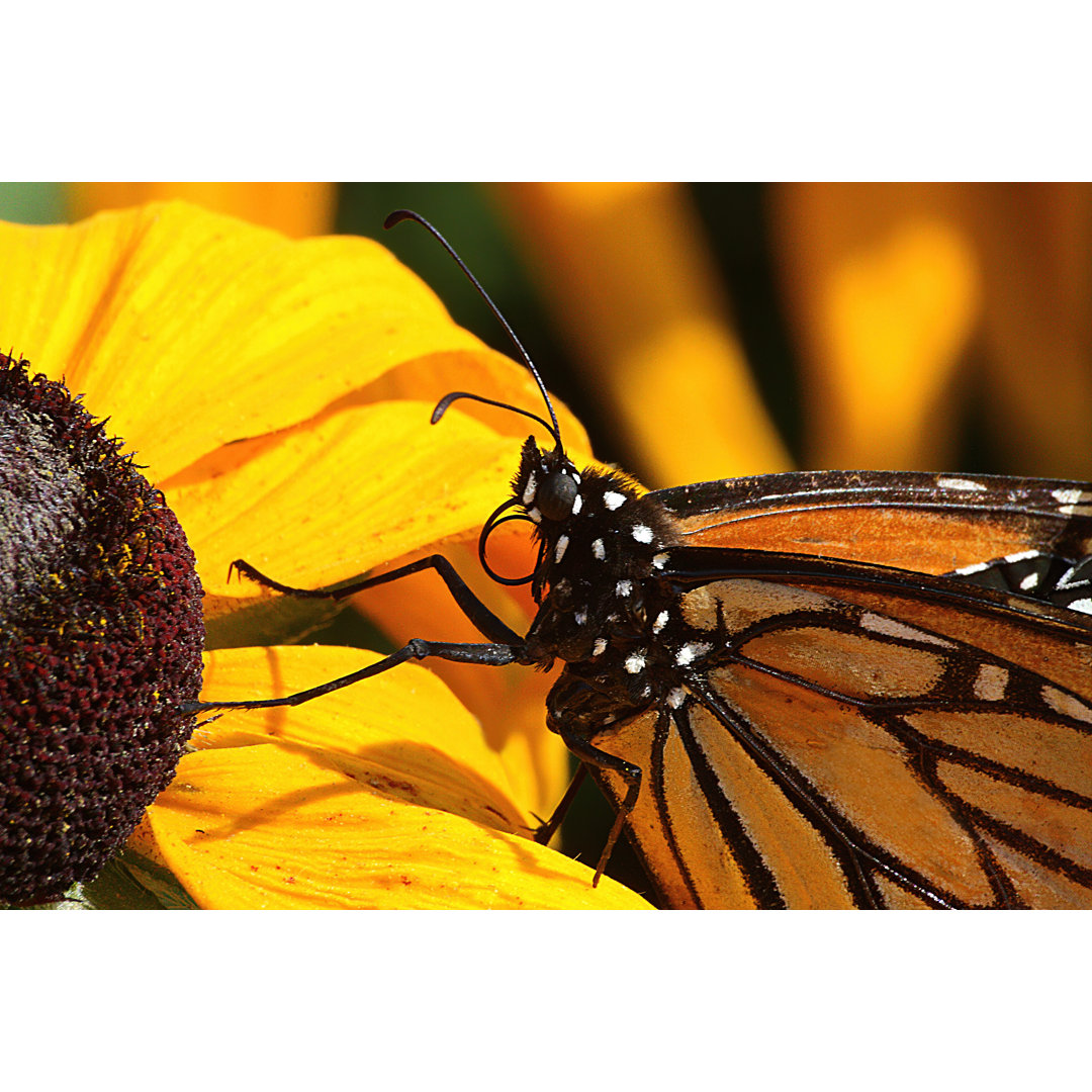 Close Up of Monarch Butterfly - Kunstdrucke auf Leinwand ohne Rahmen