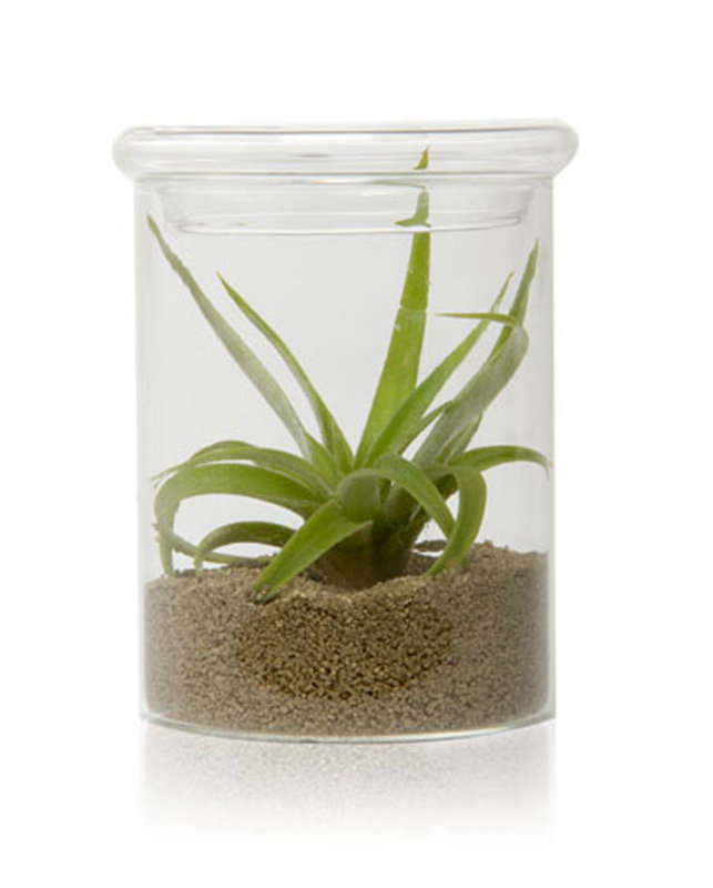 Glass Table Vase