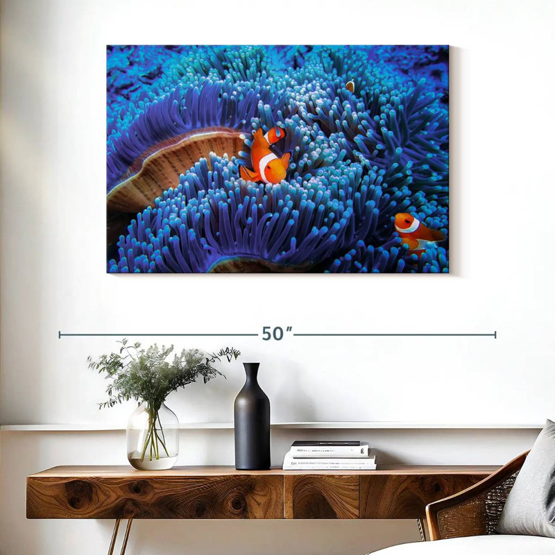 Bali sea anemone clownfish Aletra, H 26 po x l 39 po