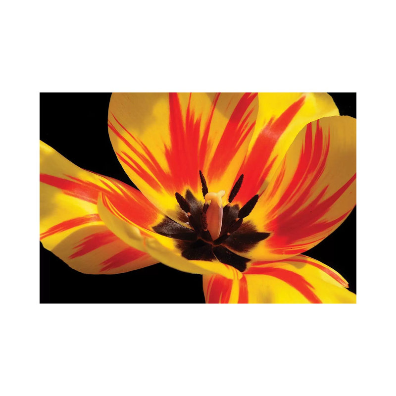 Red And Yellow Tulip by Brian Wolf - Wrapped Canvas Print