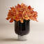 Cymbidium Orchid Open In A Glass