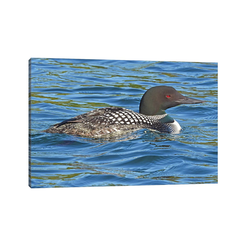 Common Loon by Brian Wolf - Wrapped Canvas Print, 66.04 cm H x 45.72 cm W x 3.175 cm D