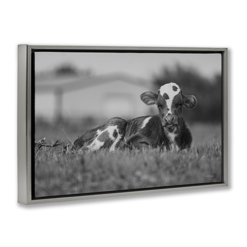 «Resting Cow in Grass» par Dakota Diener, H 17 po x l 25 po, Cadre flottant gris lustré