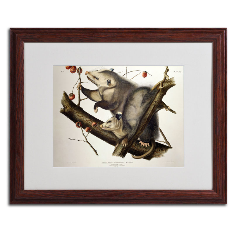 « virginy opossum » par john james audubon, reproduction d’art encadrée, H 16 po x l 20 po x P 0,5 po, Brun