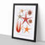 Selection of Starfish by Albert I - Picture Frame Painting Print-55619077-55619078