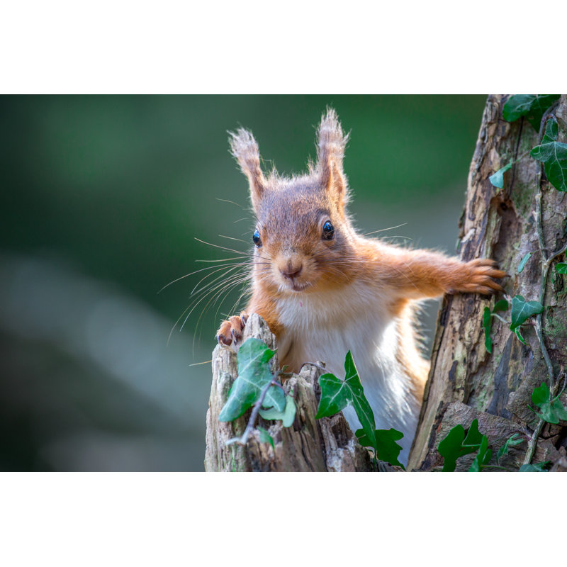 Red Squirrel par Michael_Conrad - Photographie sur toile tendue, H 8 po x l 12 po