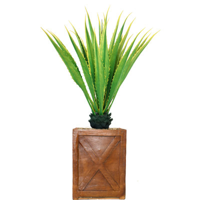 Agave en pot Panama