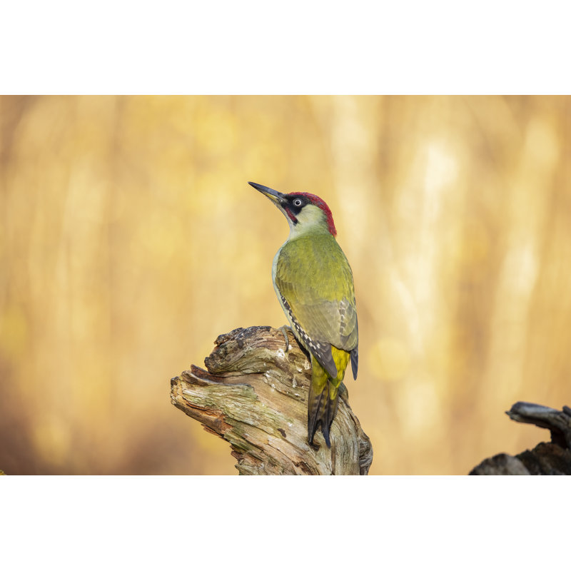 Germania Green Woodpecker by Gert Hilbink - Wrapped Canvas Print, 30cm H x 46cm W 3.8cm D