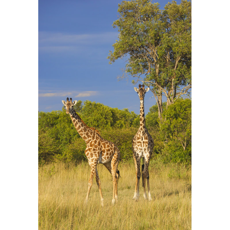 Larresha Masai Giraffes by Anagramm - Wrapped Canvas Print, 46cm H x 30cm W x 3.8cm D