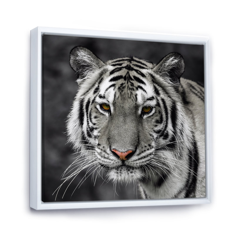 Impression monochrome sur toile, Portrait monochrome d'un tigre blanc III, H 36 po x l 36 po x P 1 po, Cadre flottant blanc