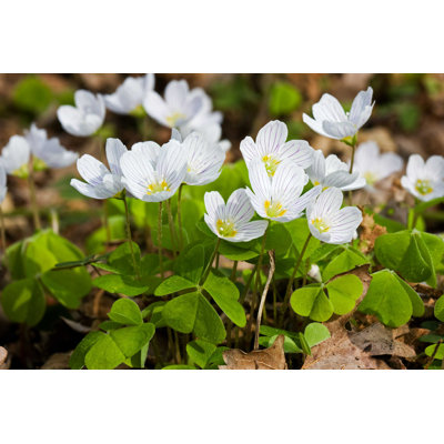 " Wood Sorrel " by Matauw