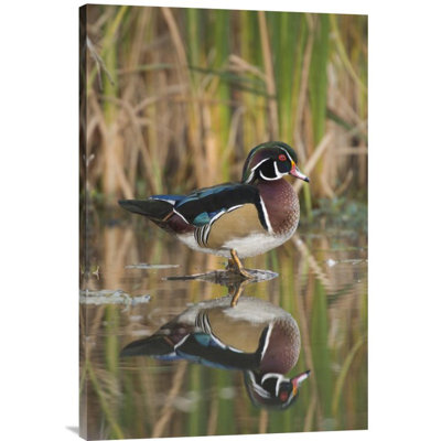 " Wood Duck Male "
