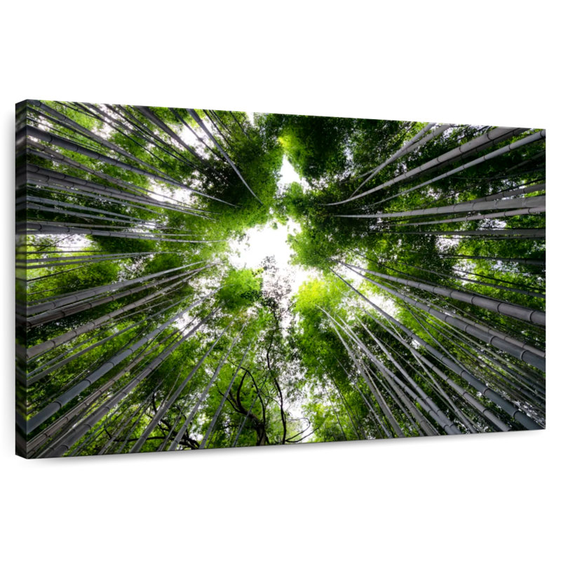 Alvord Arashiyama Bamboo Forest II, H 20 po x l 30 po