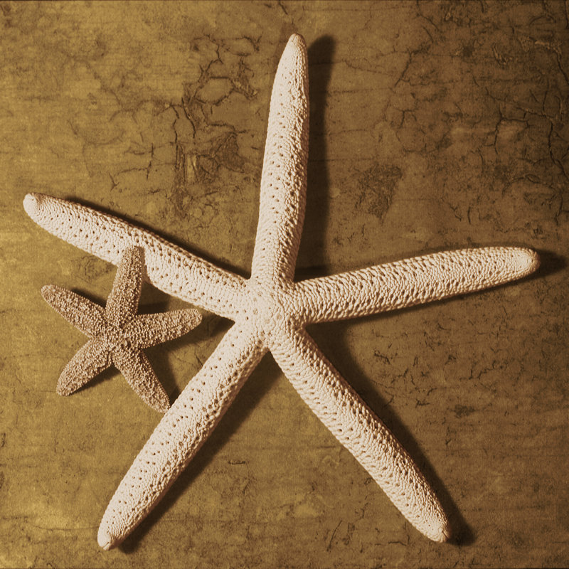 Starfish by Caroline Kelly - Wrapped Canvas Print, 30cm H x 30cm W