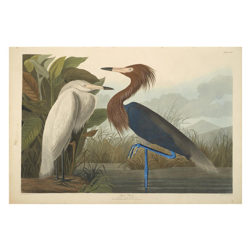 Héron mauve des oiseaux d'Amérique de 1827 à 1838 par John James Audubon - Impression giclée, H 22 po x l 28 po