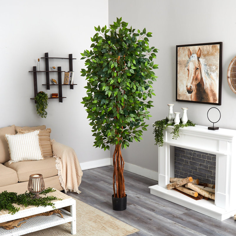 Ficus Silk Tree