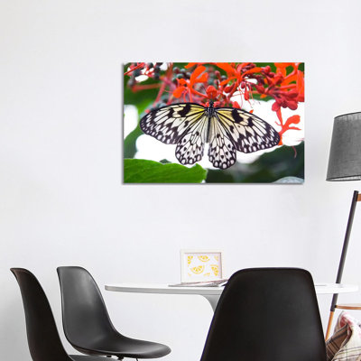 White Butterfly - Wrapped Canvas Print