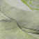 Premium Machine Washable Cerrito AMF506 Green Rug