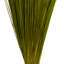 Faux Bright Grass Grass Plant Preserved