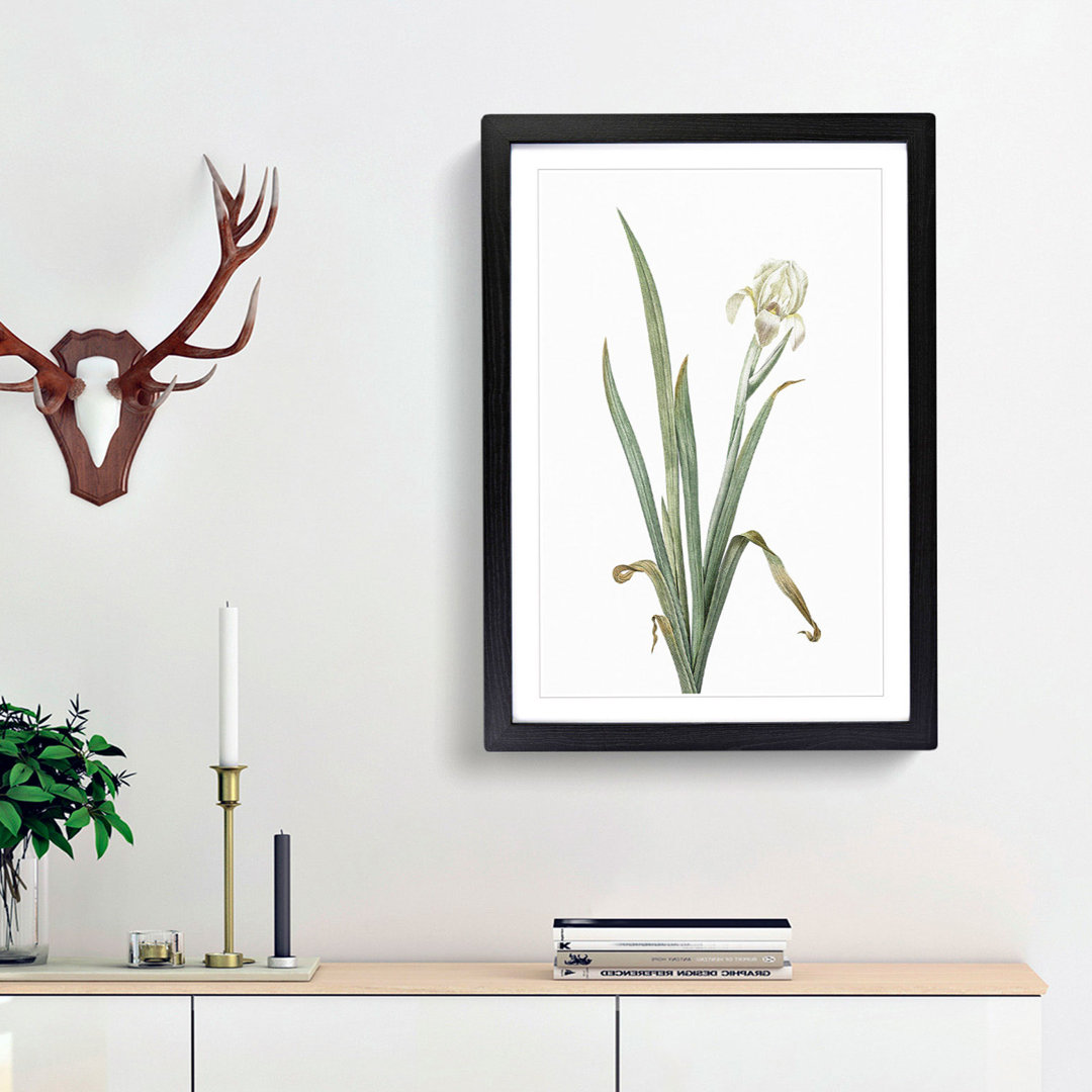 Crimean Iris Flower by Pierre-Joseph Redoute - Framed Print
