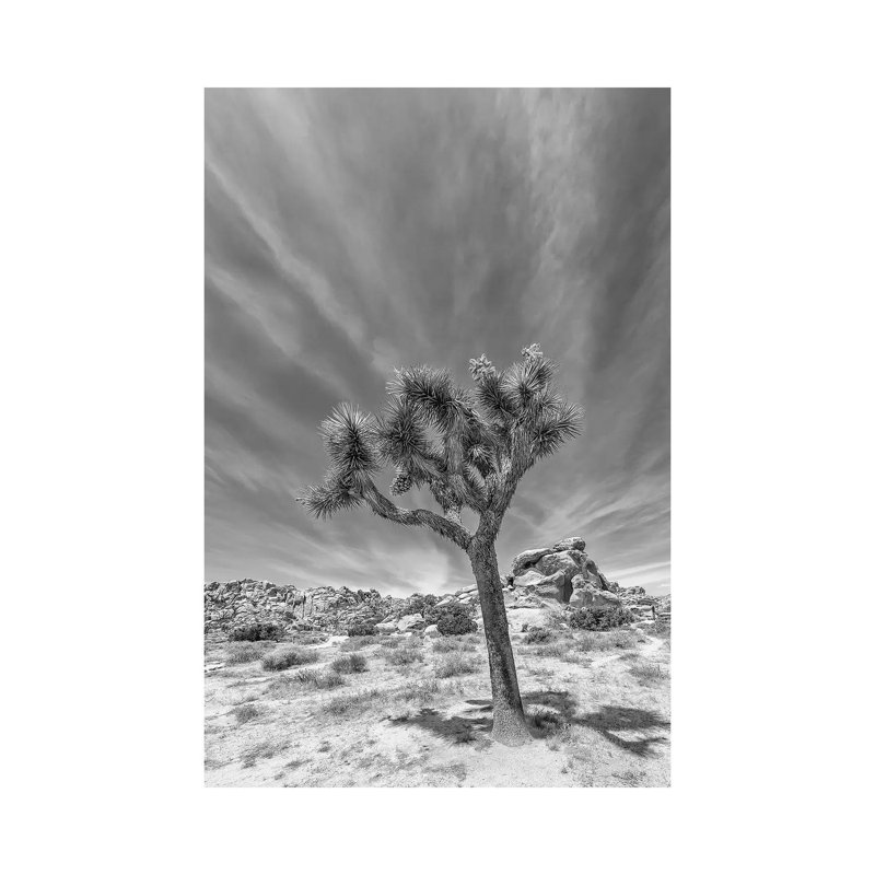 Lonely Joshua Tree Monochrome by Melanie Viola - Wrapped Canvas Print, 20.32 cm H x 30.48 cm W