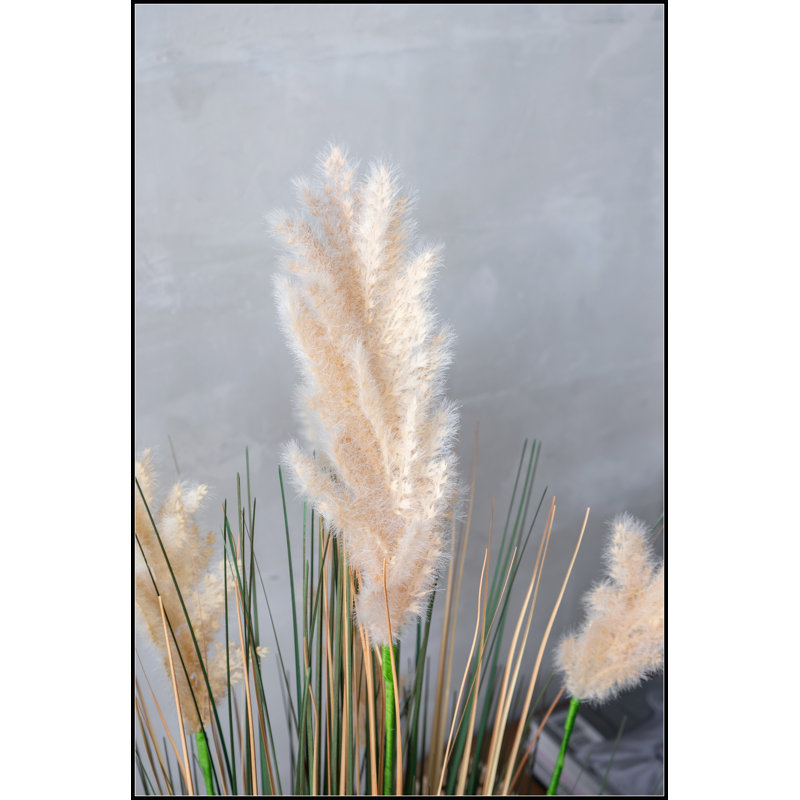 Herbe de la pampa en pot