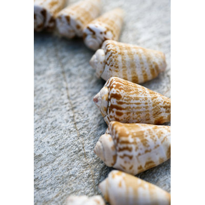 Gifts of the Shore X by Elena Ray - Photograph