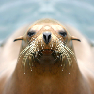 Sealion by Lluecke - Wrapped Canvas Print