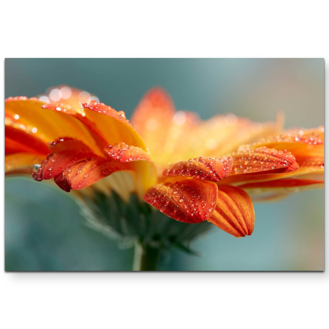 Leinwandbild Orange Gerbera mit Wassertropfen – Nahaufnahme