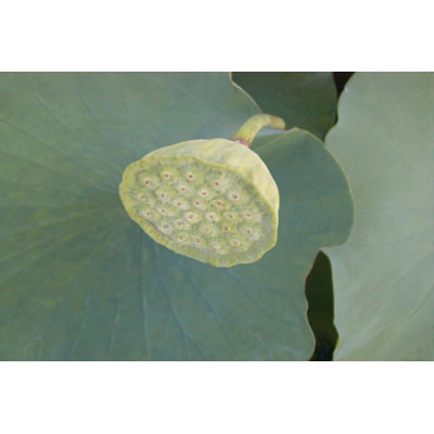 Lotus Detail VIII - Wrapped Canvas Print