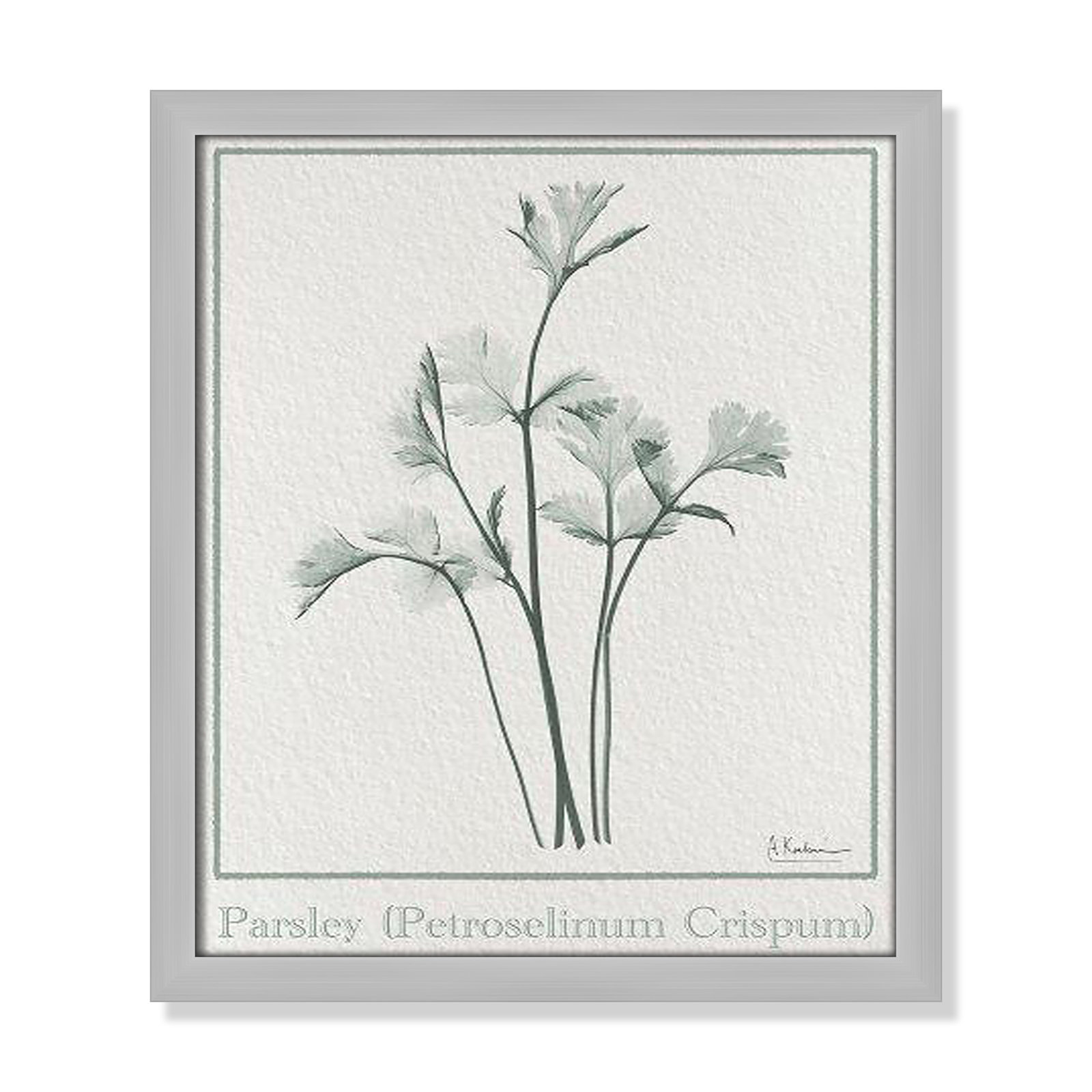 Jeanette "Parsley II" Print by Albert Koetsier, 15" H x 13" W x 1.25" D, Gray Framed Paper