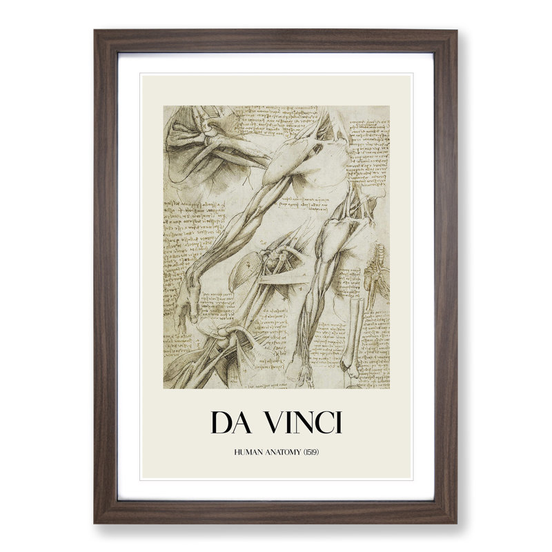 Human Anatomy Vol.1 by Leonardo Da Vinci - Picture Frame Drawing, Walnut Framed, 65cm H x 48cm W x 2cm D