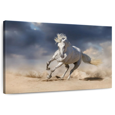 Sprint du cheval andalou Brampt