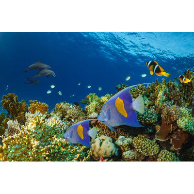 Dolphin Sea Life Underwater par Ultramarinfoto