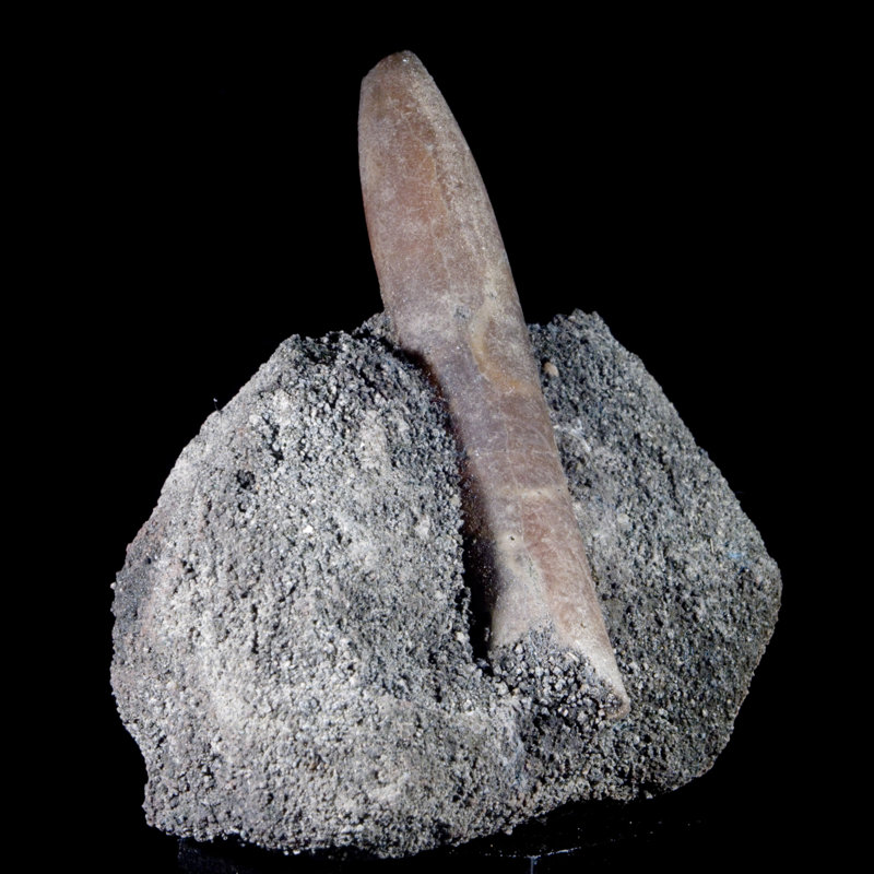 Volennité fossile belemnite sur cristal matriciel Marl