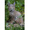 Sitting Bobcat Statue