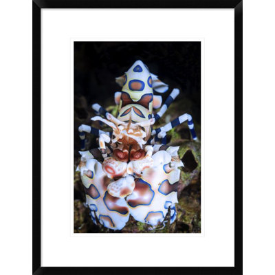 " Harlequin Shrimp " by Barathieu Gabriel