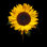 Beautiful Sunflower by Sankai
