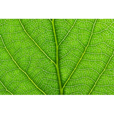 Myraline " Green Leaf "