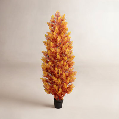 Cedar Tree in Nursery Pot
