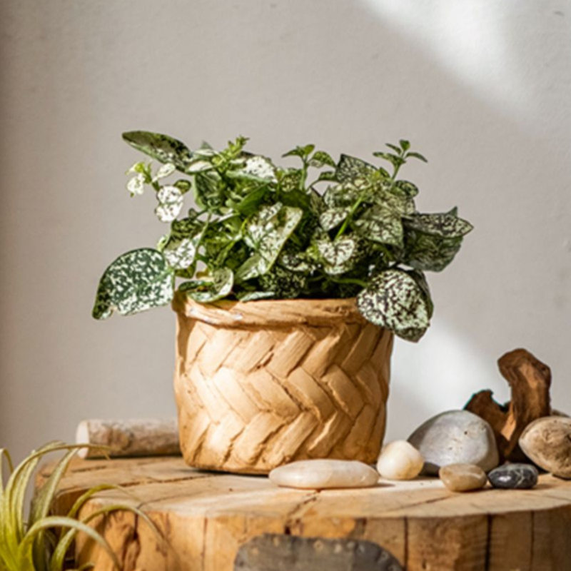 Pot Planter, 3.3" H x 4.1" W x 5.3" D