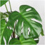 30 po Monstera Deliciosa plante artificielle avec pot blanc, 2 pièces