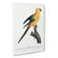 The Sun Parakeet by F. Levaillant - Wrapped Canvas-55358263