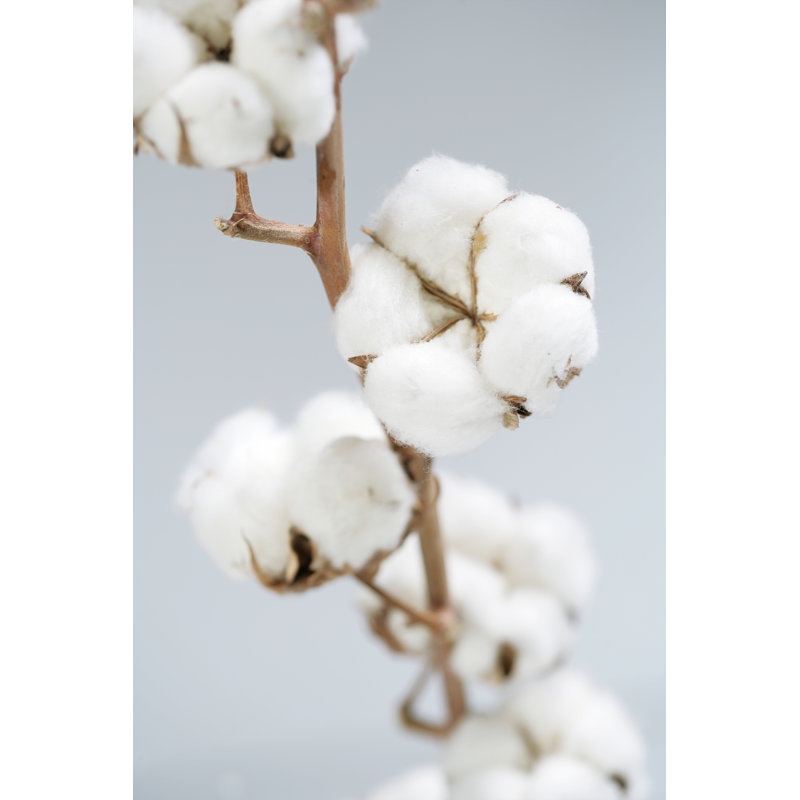 Cotton by Nastazia - Wrapped Canvas Print, 46cm H x 30cm W