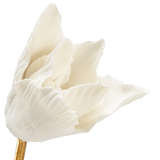 Tulip Stem in Stand