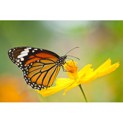 " Monarch Butterfly " by Nanoya
