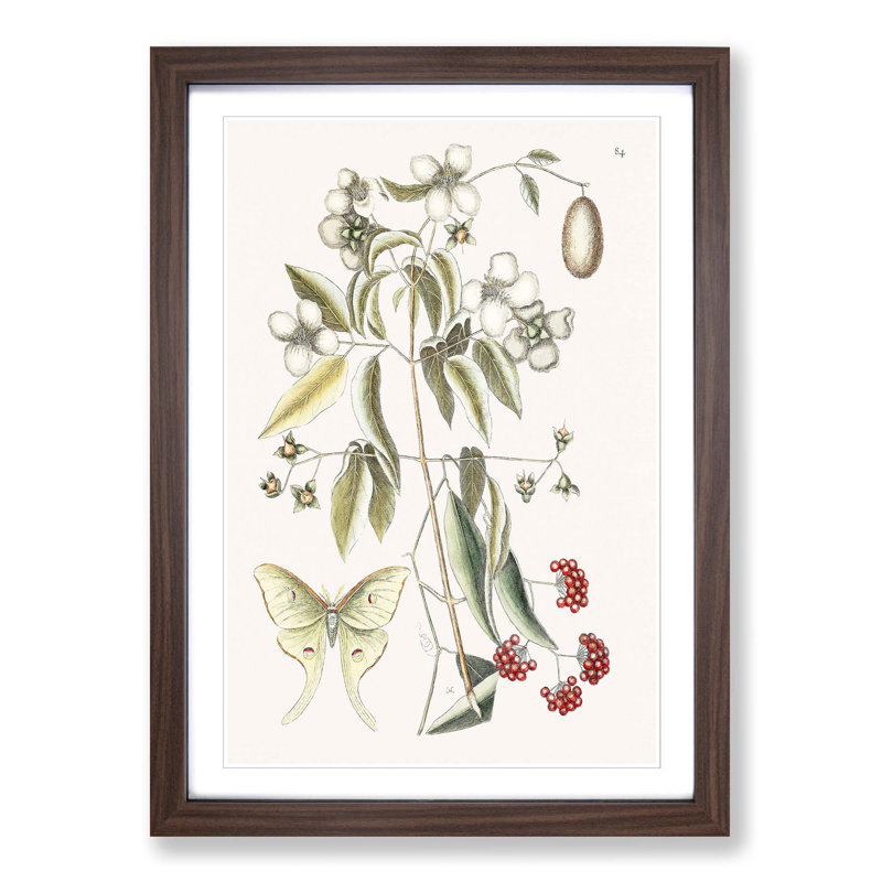 Four-Eye'd Night Butterfly by Mark Catesby - Picture Frame Painting Print, 65cm H x 48cm W x 2cm D, Walnut Framed