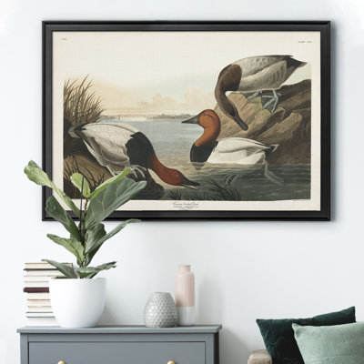 " Canvas Backed Duck "