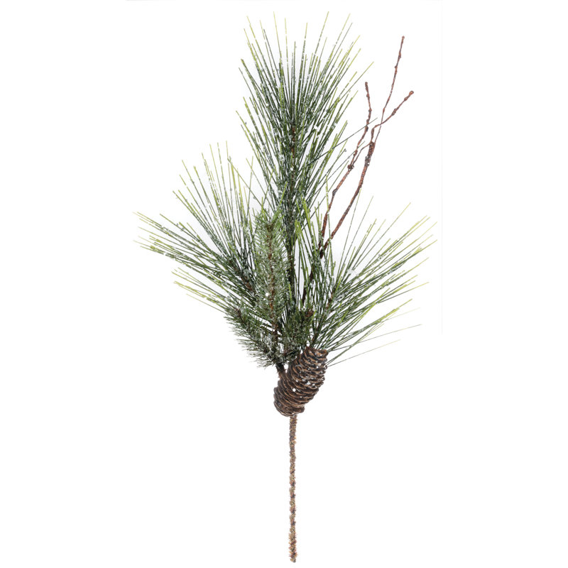 Plante à feuillage de pin Leatham